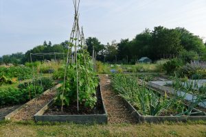 allotments